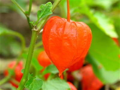 Paprastoji dumplūnė (Physalis alkekengi)
Foto Algirdas, 2005 m. spalio 5 d.