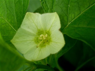 Physalis alkekengi photo