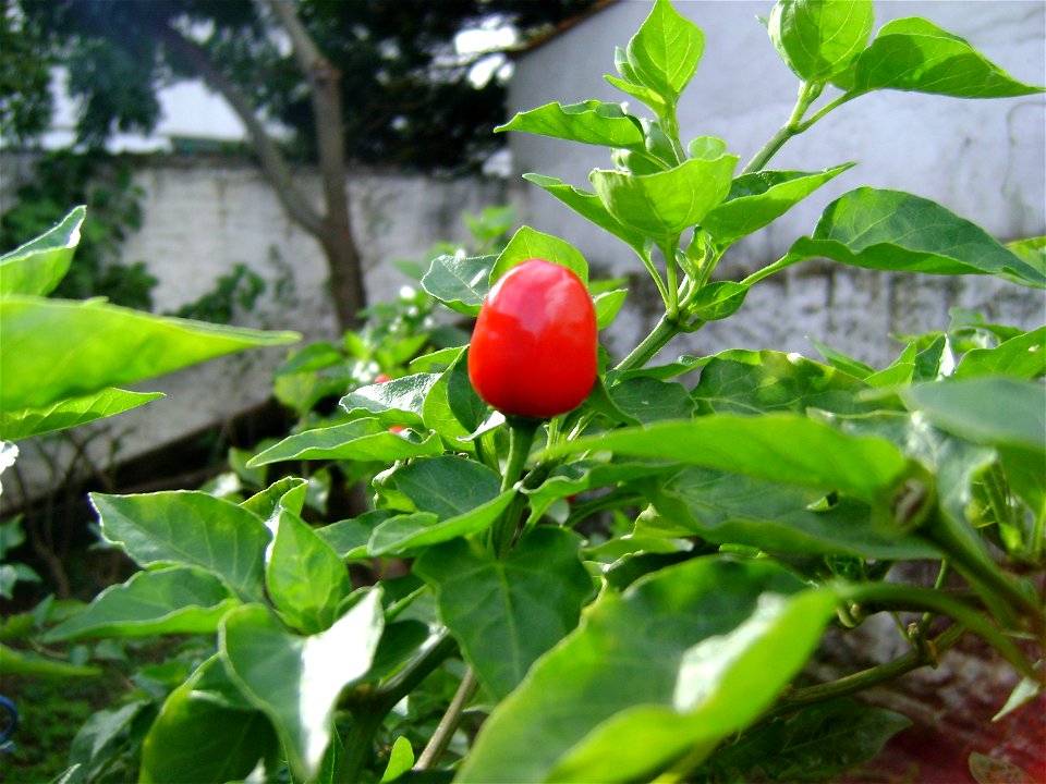 peppers from Brazil