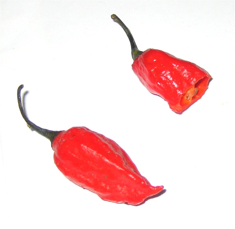 Naga Jolokia peppers, purchased in the main vegetable market in Tezpur. This picture was taken by Gannon Anjo in Tezpur, Assam, India on October 11th, 2006  in a hotel room after the peppers were purc