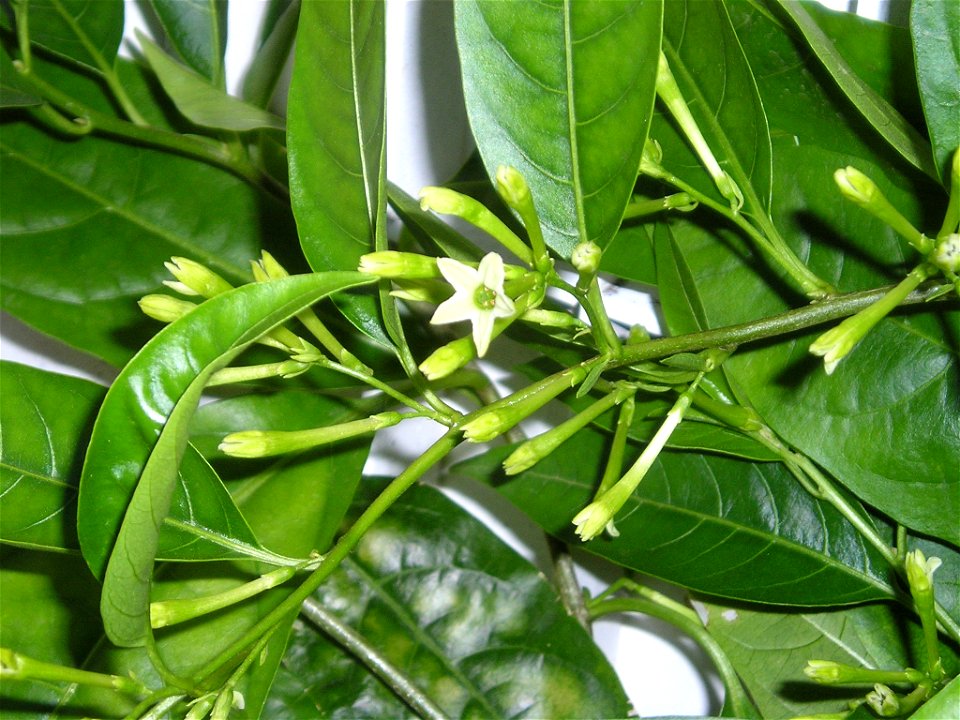 Jasmin de nuit (Cestrum nocturnum) : photographie prise le matin, avec fleurs refermées  sauf une encore ouverte