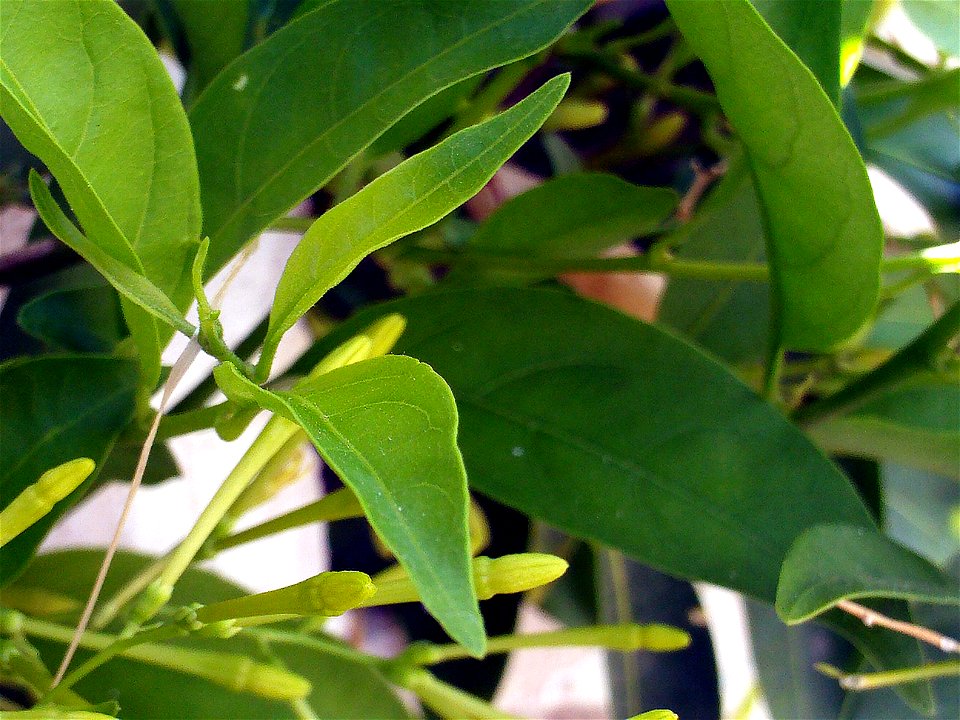 Cestrum nocturnum leaves and blossom, Torrelamata, Torrevieja, Alicante, Spain
