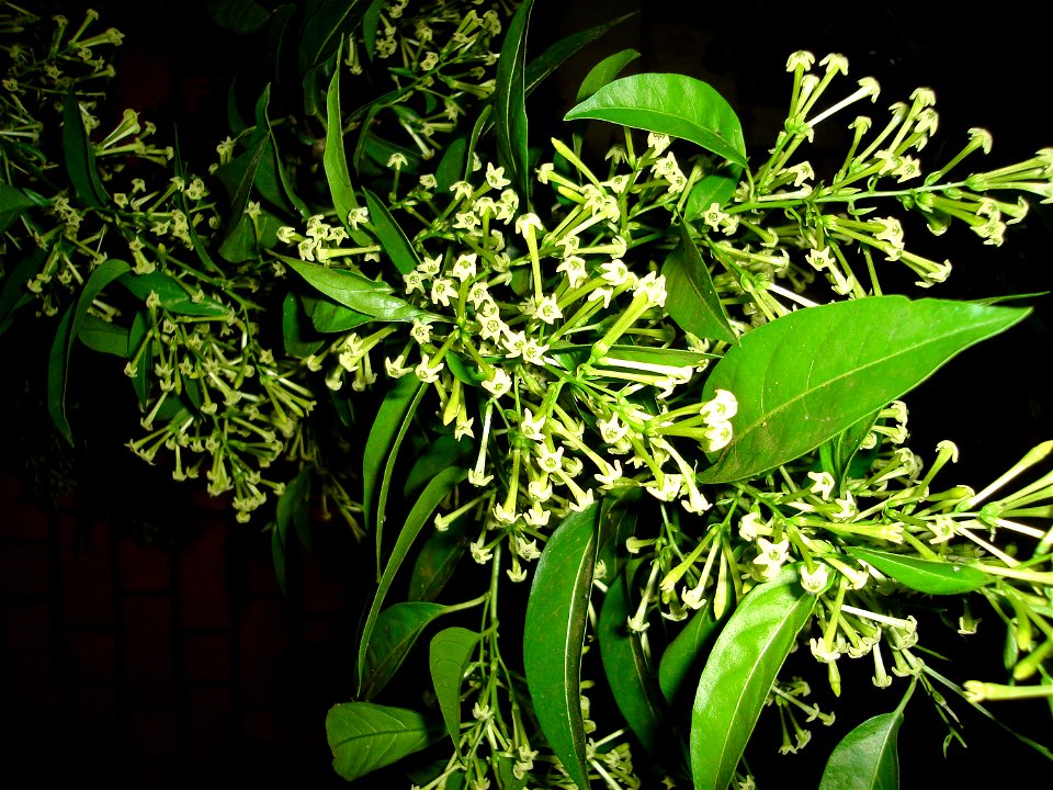 A 2 meter high Cestrum nocturnum, highland of Madagascar, 15 km north of Antananarivo.