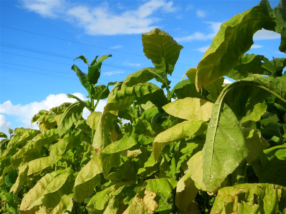 Tabak-Anbau (Nicotiana tabacum) bei Oftersheim