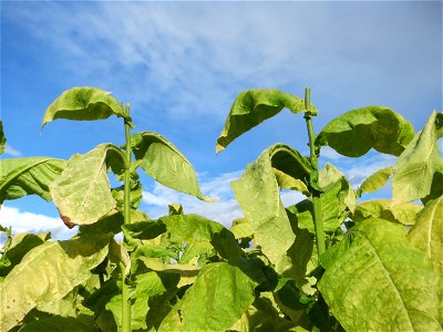 Tabak-Anbau (Nicotiana tabacum) bei Oftersheim photo