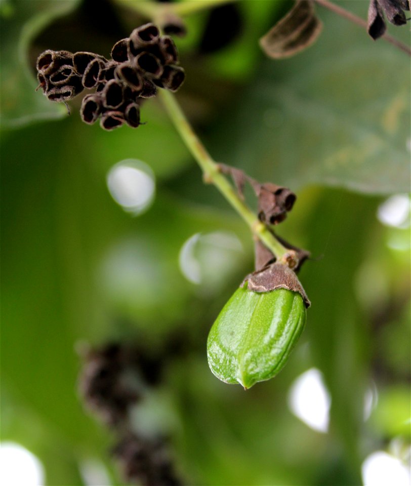 Cestrum nocturnum seed at Rajbiraj, Saptari, Nepal