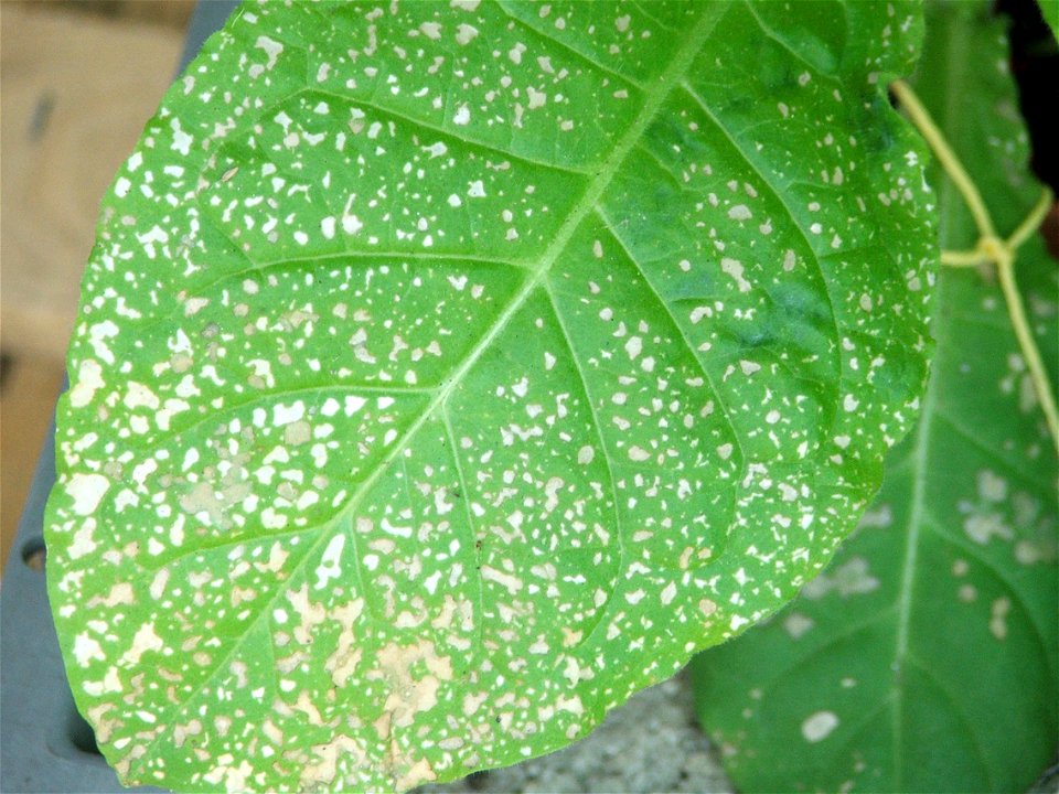 Feuille de tabac nécrosée en raison de la pollution à l'ozone (bioindication)