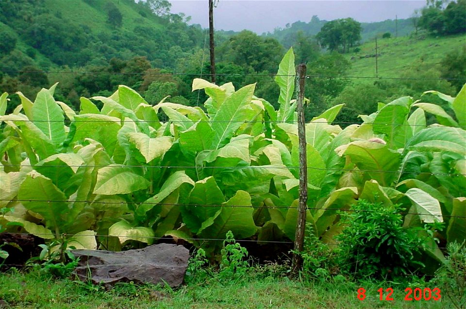 Tabaco em destaque