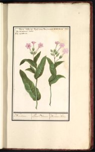 IdentificatieTitel(s): Tabaksplant (Nicotiana tabacum)Nicotiane. / Petum Tabacum. / Nicotiane Tabac. (titel op object)Objecttype: tekening Objectnummer: RP-T-BR-2017-1-11-26Omschrijving: Tabaksplant o