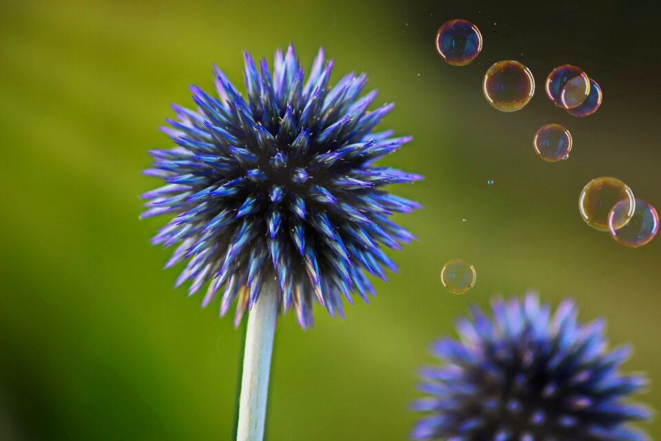 Blue soap bubbles sunbeam