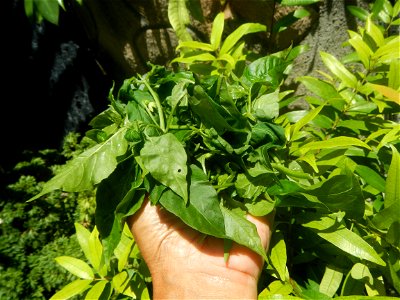 Photos of food cuisine and peelers in Poblacion, Baliuag, Bulacan during Timeline of the 2020 coronavirus pandemic in the Philippines  2020 coronavirus pandemic in the Philippines Bayanihan to Heal as