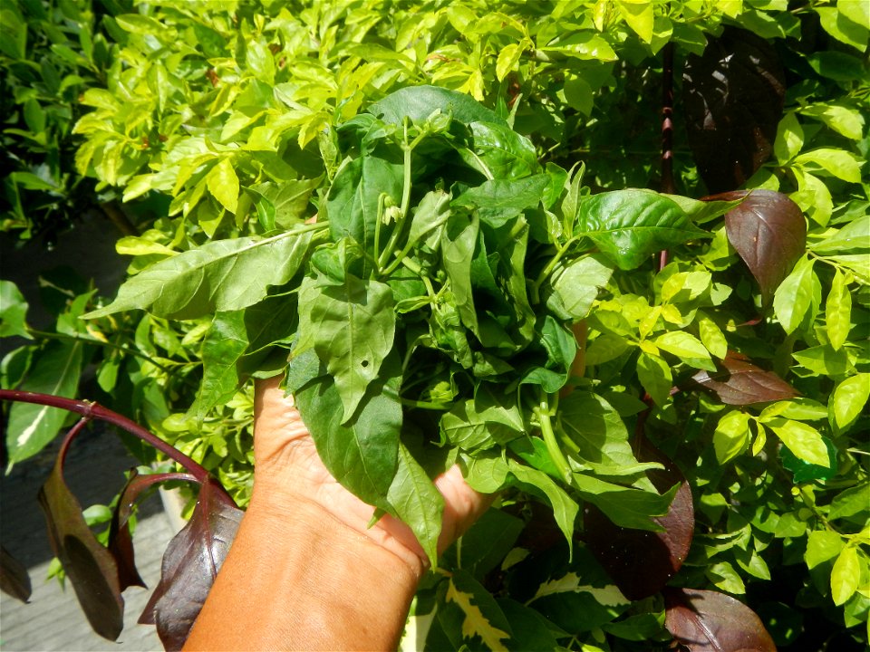 Photos of food cuisine and peelers in Poblacion, Baliuag, Bulacan during Timeline of the 2020 coronavirus pandemic in the Philippines  2020 coronavirus pandemic in the Philippines Bayanihan to Heal as