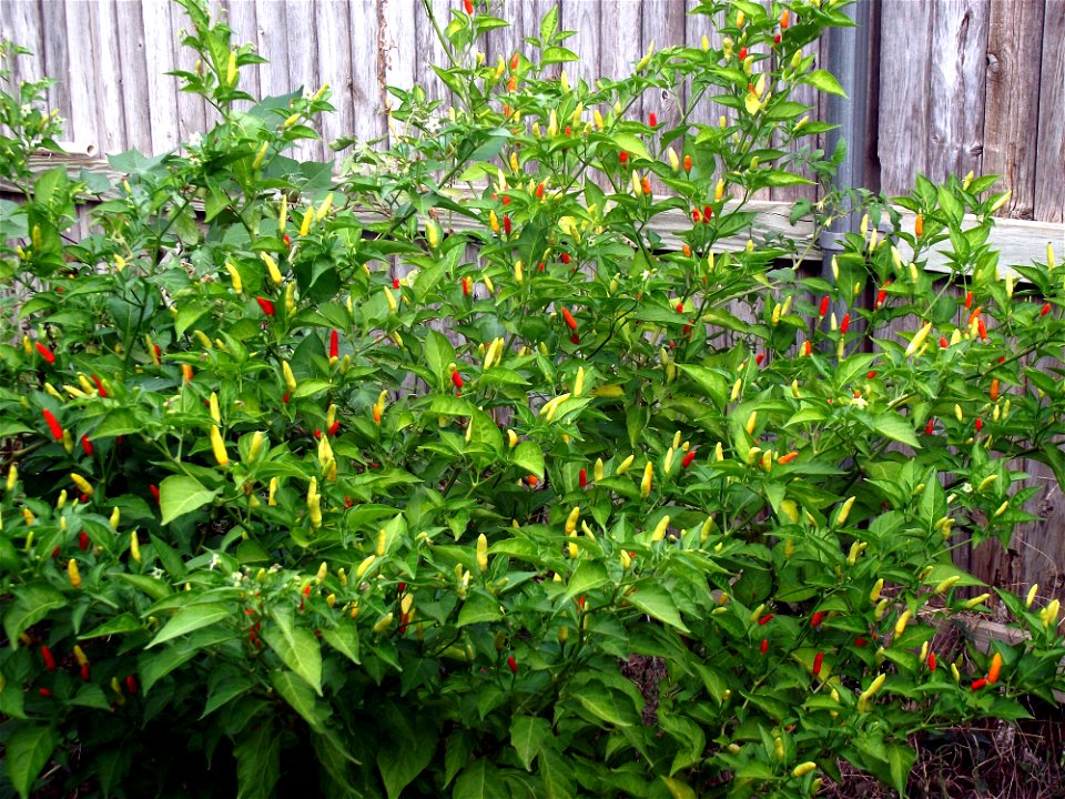 Several bushes of tabasco pepper with small, hot peppers in a variety of colors ranging from white to a deep red.