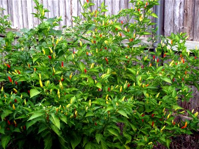 Several bushes of tabasco pepper with small, hot peppers in a variety of colors ranging from white to a deep red. photo
