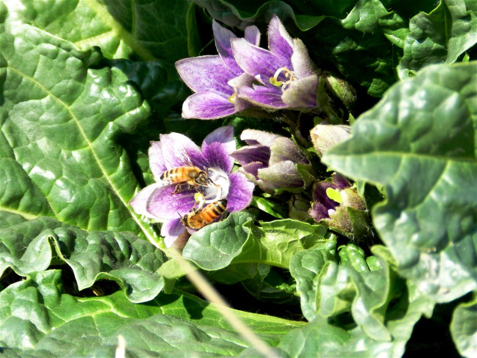 Mandragora Autumnalis, Plants of Israel