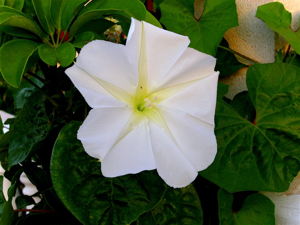 Mandevilla laxa flower close up, Torrelamata, Torrevieja, Alicante, Spain
