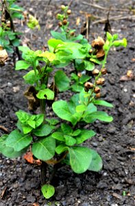 Plant Nicotiana rustica from the Botanical Gardens of Charles University, Prague, Czech Republic