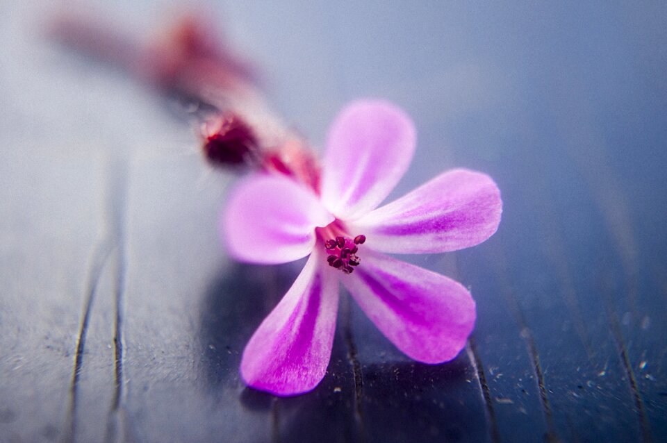 Flora summer beautiful