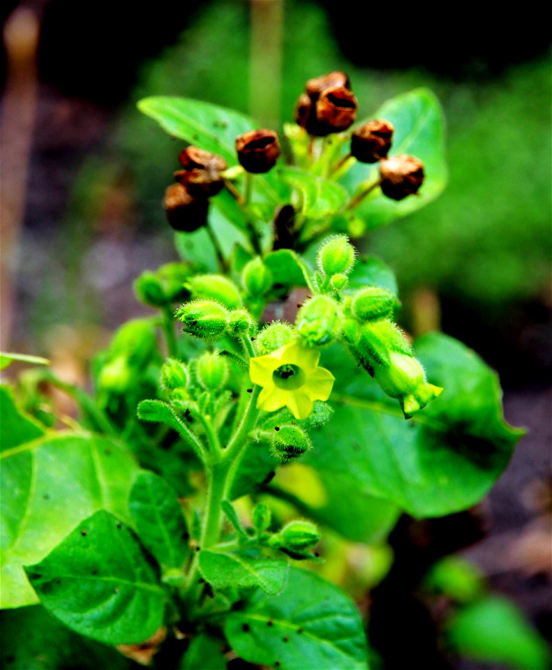 Flowers and fruits of the plant Nicotiana rustica from the Botanical Gardens of Charles University, Prague, Czech Republic