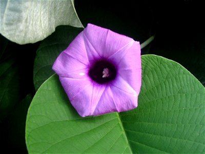 Argyreia nervosa - Kuala Lumpur - Malaisie