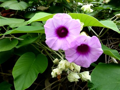 Flower of the elephant creeper (Argyreia nervosa).