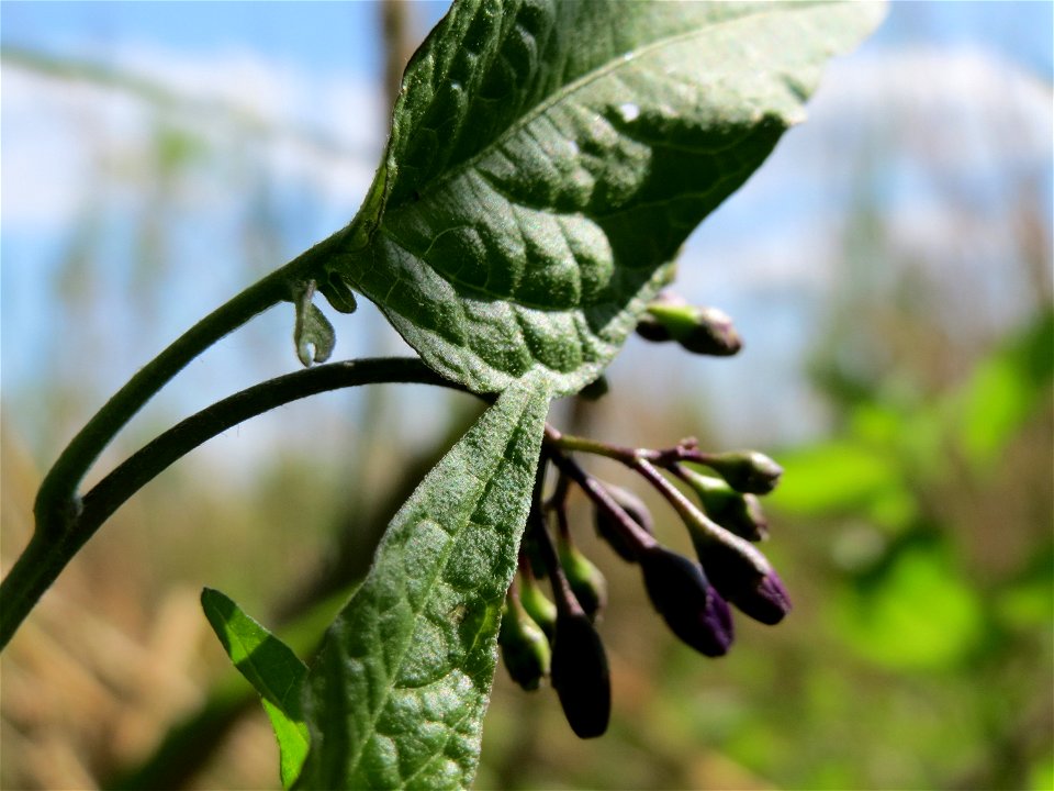 Bittersüßer Nachtschatten (Solanum dulcamara) im Naturschutzgebiet Wagbachniederung