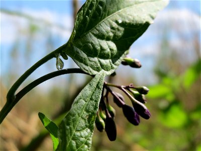 Bittersüßer Nachtschatten (Solanum dulcamara) im Naturschutzgebiet Wagbachniederung