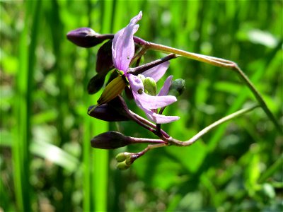 Bittersüßer Nachtschatten (Solanum dulcamara) in den Horststückern im Landschaftsschutzgebiet Hockenheimer Rheinbogen