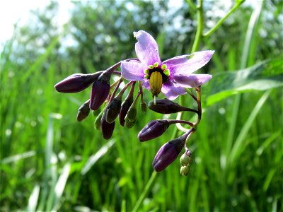 Bittersüßer Nachtschatten (Solanum dulcamara) in den Horststückern im Landschaftsschutzgebiet Hockenheimer Rheinbogen