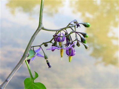 Bittersüßer Nachtschatten (Solanum dulcamara) am Kraichbach in Hockenheim