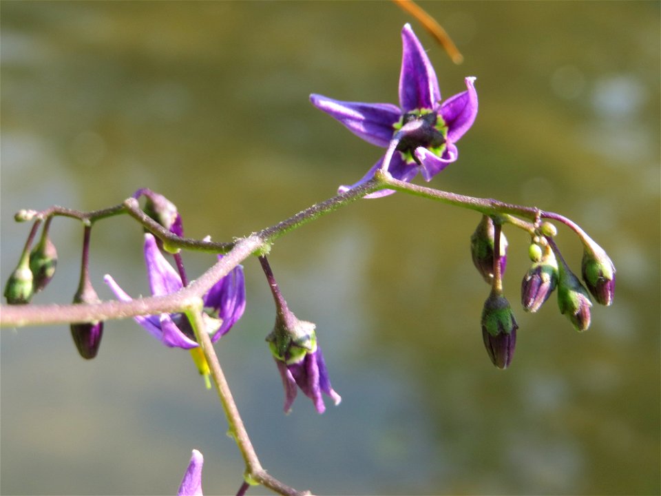 Bittersüßer Nachtschatten (Solanum dulcamara) am Kraichbach in Hockenheim