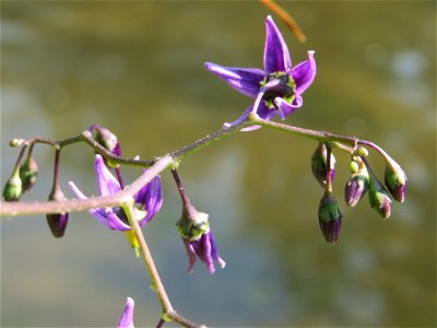 Bittersüßer Nachtschatten (Solanum dulcamara) am Kraichbach in Hockenheim