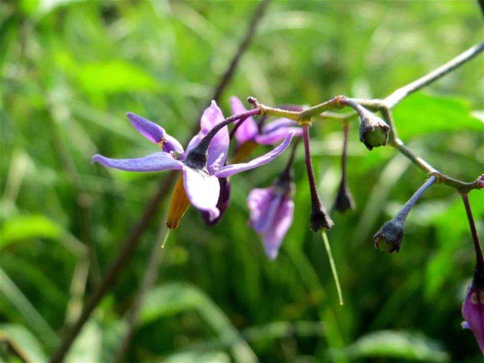 Bittersüßer Nachtschatten (Solanum dulcamara) im Naturschutzgebiet Mürmes