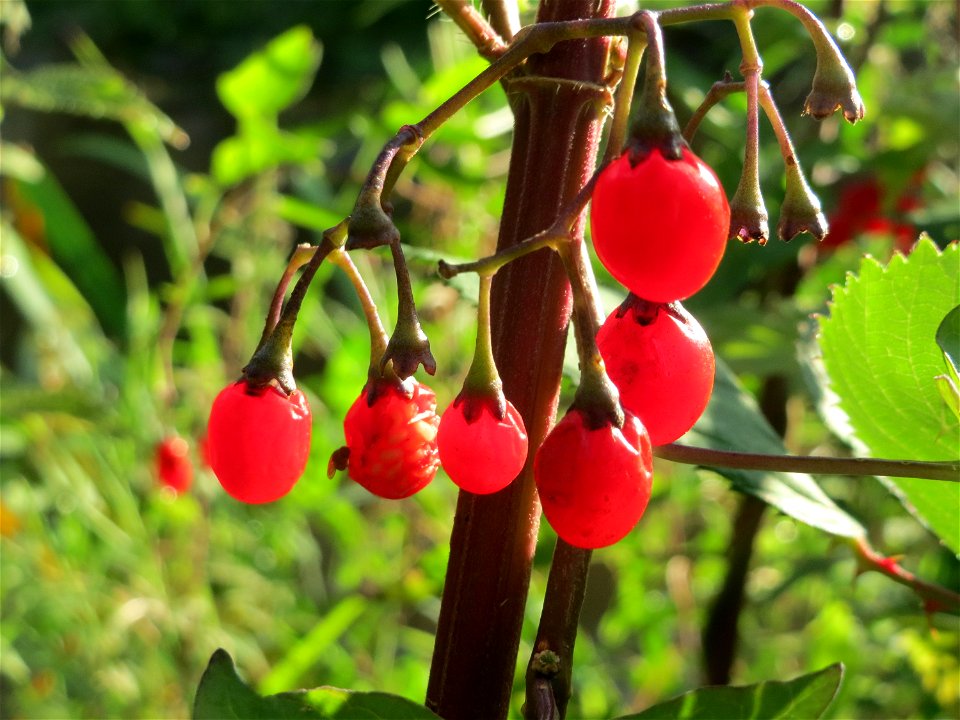 Bittersüßer Nachtschatten (Solanum dulcamara) am Kraichbach in Hockenheim