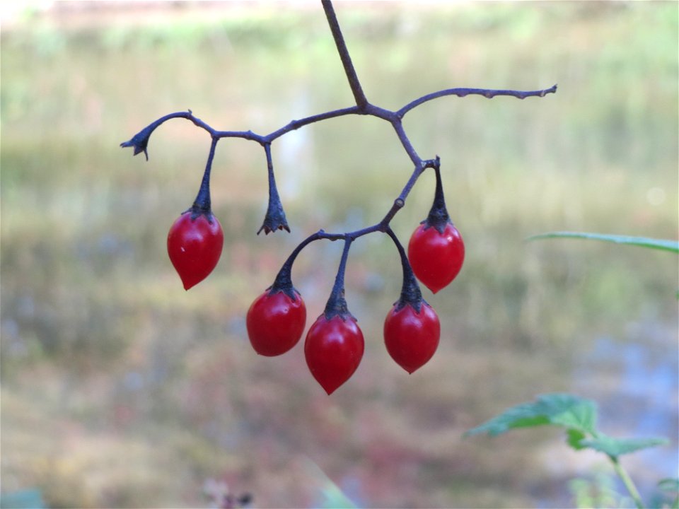 Bittersüßer Nachtschatten (Solanum dulcamara) am Kraichbach in Hockenheim