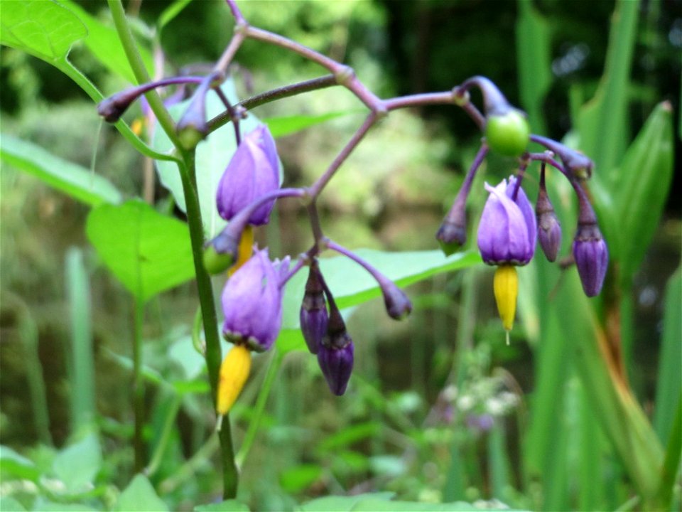 Bittersüßer Nachtschatten (Solanum dulcamara) im Tertiärgarten im Neuenheimer Feld in Heidelberg