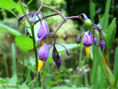 Bittersüßer Nachtschatten (Solanum dulcamara) im Tertiärgarten im Neuenheimer Feld in Heidelberg