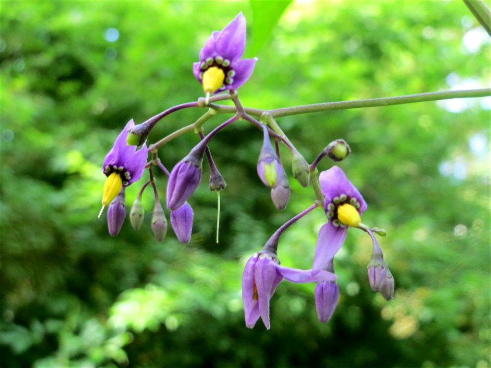 Bittersüßer Nachtschatten (Solanum dulcamara) im Tertiärgarten im Neuenheimer Feld in Heidelberg