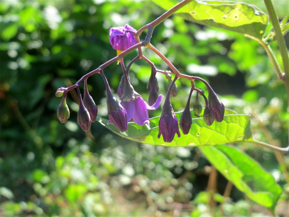 Bittersüßer Nachtschatten (Solanum dulcamara) am Kraichbach in Hockenheim