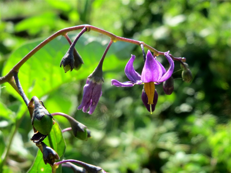 Bittersüßer Nachtschatten (Solanum dulcamara) am Kraichbach in Hockenheim