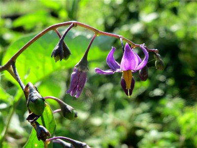 Bittersüßer Nachtschatten (Solanum dulcamara) am Kraichbach in Hockenheim
