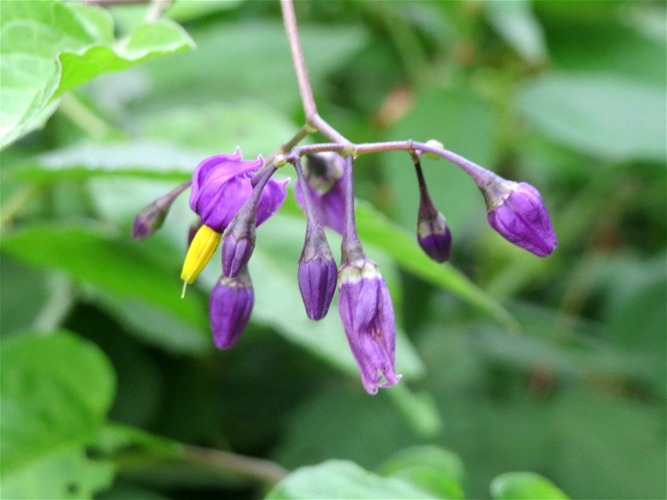 Bittersüßer Nachtschatten (Solanum dulcamara) am Kraichbach in Hockenheim