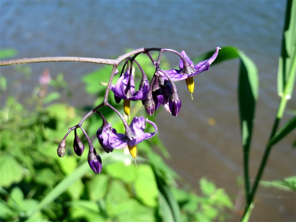 Bittersüßer Nachtschatten (Solanum dulcamara) an der Saar in Saarbrücken