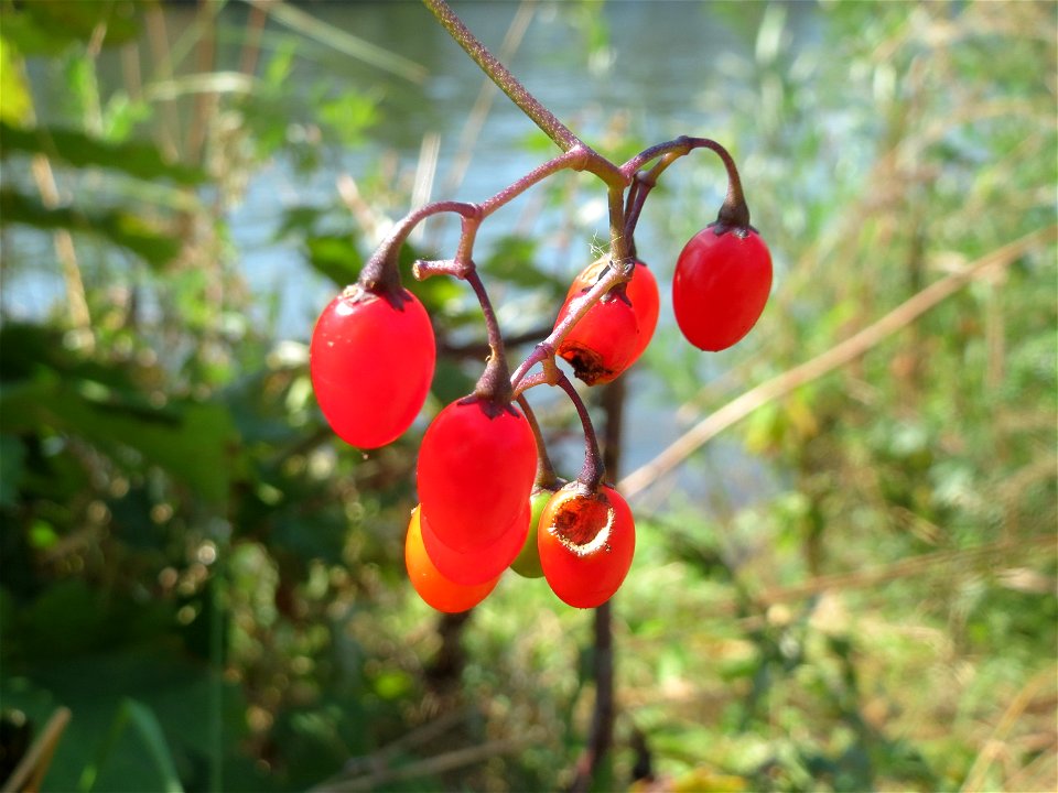 Bittersüßer Nachtschatten (Solanum dulcamara) an der Saar in Saarbrücken