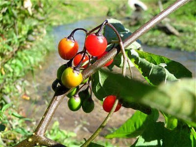 Bittersüßer Nachtschatten (Solanum dulcamara) am Wagbach bei Waghäusel (Gemarkung Oberhausen-Rheinhausen)