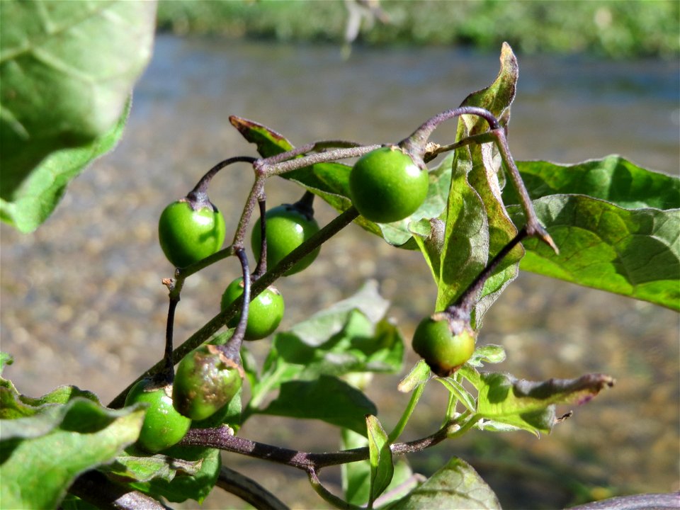 Bittersüßer Nachtschatten (Solanum dulcamara) am Wagbach bei Waghäusel (Gemarkung Oberhausen-Rheinhausen)