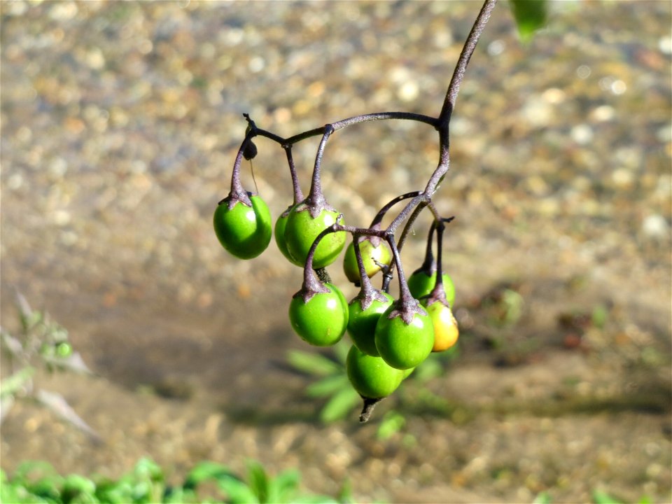 Bittersüßer Nachtschatten (Solanum dulcamara) am Wagbach bei Waghäusel (Gemarkung Oberhausen-Rheinhausen)