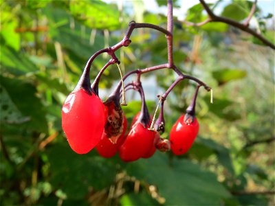 Bittersüßer Nachtschatten (Solanum dulcamara) an der Saar in Saarbrücken