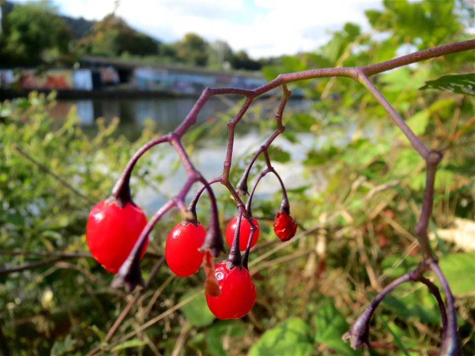 Bittersüßer Nachtschatten (Solanum dulcamara) an der Saar in Saarbrücken