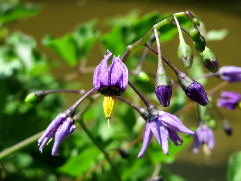 Bittersüßer Nachtschatten (Solanum dulcamara) am Kraichbach in Hockenheim